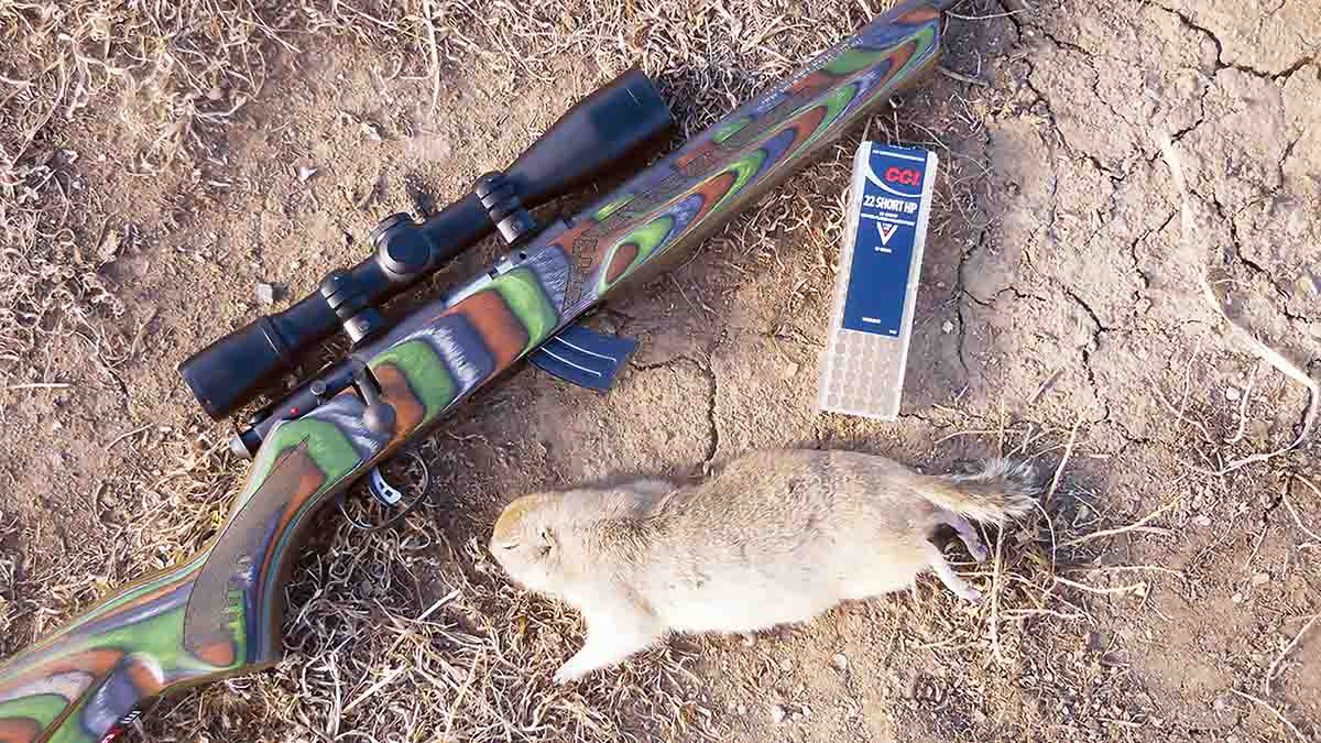 The first gopher John got with the rifle was a big one. The 27-grain bullet barely ruffled its thick winter fur on entering, but a big exit hole indicated the hollowpoint expanded well.